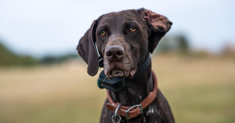 Vorstehhunde im Portrait: Elegant, vielseitig, faszinierend