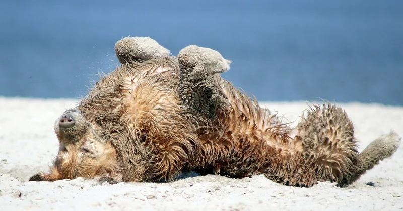Naturbadestrand Sipplingen Hunde erlaubt? Kurz: nein